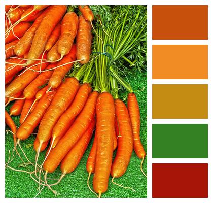 Carrot Yellowish Yellow Turnip Image